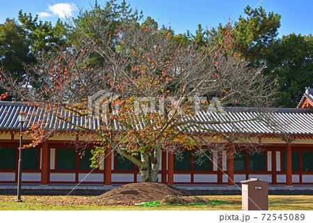 奈良の紅葉 薬師寺 奈良の紅葉 薬師寺 72545089