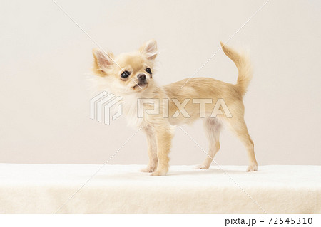 尻尾を上げて振り向いたチワワの写真素材