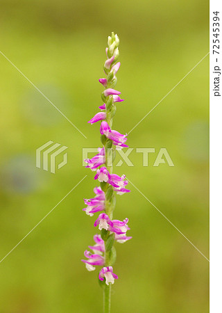 ネジバナ（捩花）の螺旋状に咲いたピンクの小花が可愛い 72545394