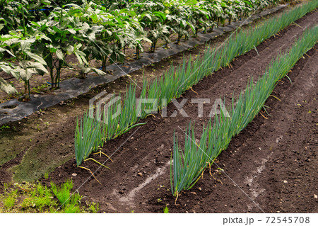 夏の野菜畑 夏の野菜畑 72545708