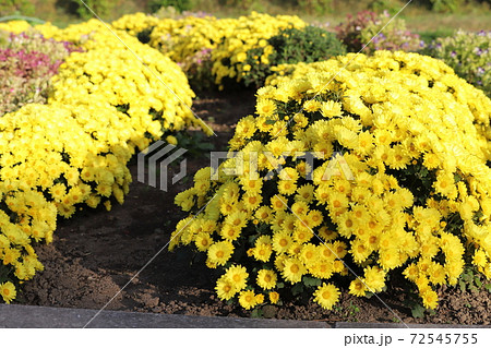 秋の花壇に咲くポットマムの黄色い花の写真素材