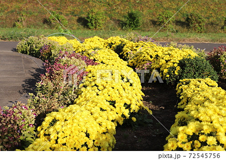 秋の花壇に咲くポットマムの黄色い花の写真素材