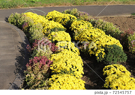 秋の花壇に咲くポットマムの黄色い花の写真素材