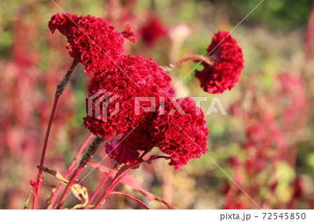 秋の花壇に咲く鶏頭の花の写真素材