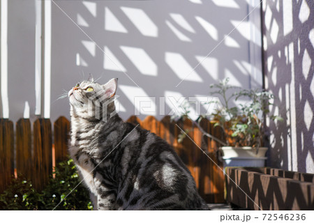 ベランダで日向ぼっこをする猫の写真素材