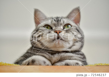 香箱座りをする猫のローアングル 72546237