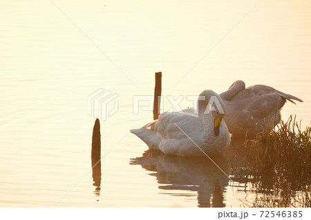 オオハクチョウ オオハクチョウ 72546385