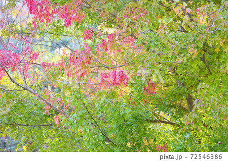 色づくトウカエデ 72546386