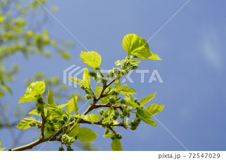 桑の幼果 72547029