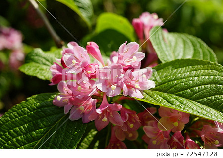 空木の花の写真素材