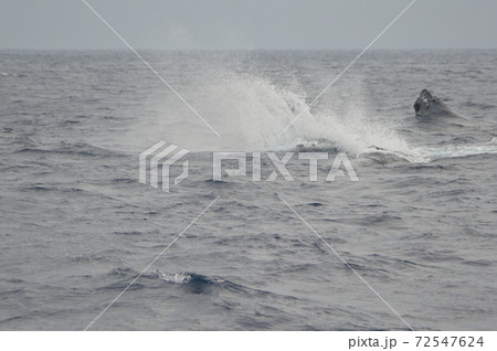 ブリーチング直後の水しぶき(ザトウクジラ)(慶良間諸島 近海/沖縄県) ブリーチング直後の水しぶき(ザトウクジラ)(慶良間諸島 近海/沖縄県) 72547624