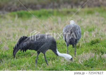 餌をついばむナベヅル2羽（鹿児島県出水市） 72547627