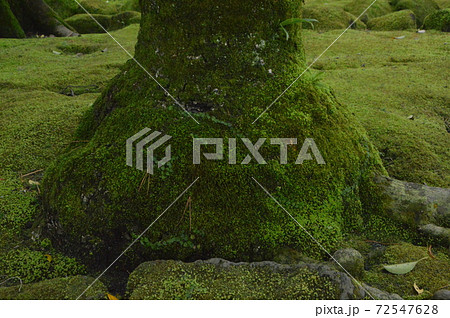 苔庭（仙巌園／鹿児島県鹿児島市） 72547628