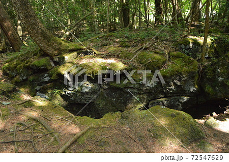 地面の割れ目 西湖野鳥の森公園 山梨県南都留郡富士河口湖町西湖68 の写真素材