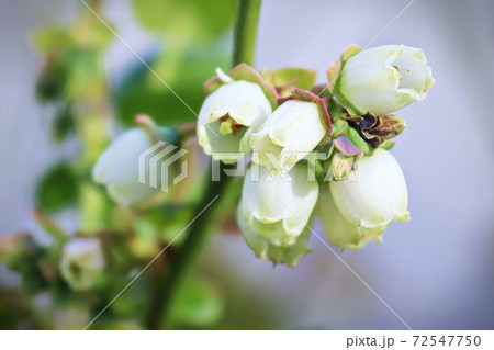 Macro of open bell shaped blueberry flowers with gray background 72547750