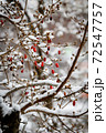 冬 花 樹木 72547757