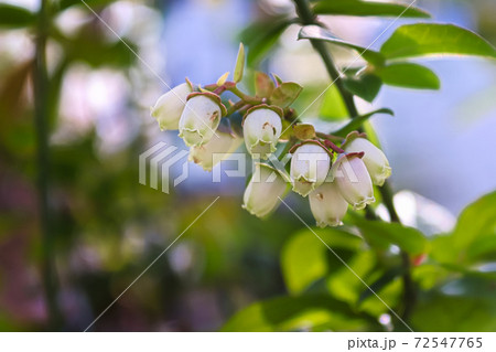 A cluster of white blueberry flowers against a blue background A cluster of white blueberry flowers against a blue background 72547765