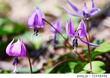 林床に咲くカタクリの花 72548488