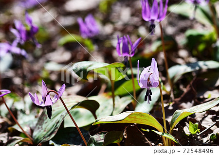林床に咲くカタクリの花 林床に咲くカタクリの花 72548496
