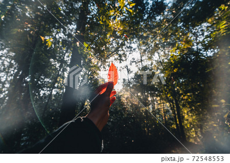 In the morning forest Sunshine and trees in the forest In the morning forest Sunshine and trees in the forest 72548553