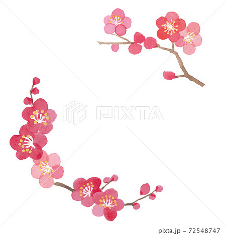 水彩の梅フレーム　ベクターイラスト 72548747