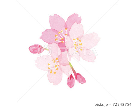 桜　水彩イラスト 72548754
