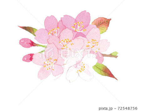 桜　水彩イラスト 72548756