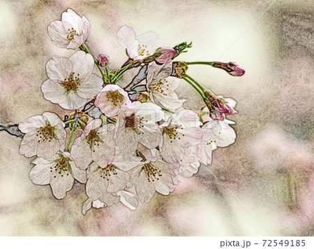 朝日を浴びて生き生きとし幻想的に浮かび上がったピンク色の花 桜 ソメイヨシノ 色鉛筆画風のイラスト素材