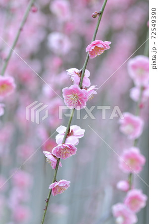 ピンク色の梅の花 しだれ梅 名古屋市農業センター 愛知県名古屋市 の写真素材