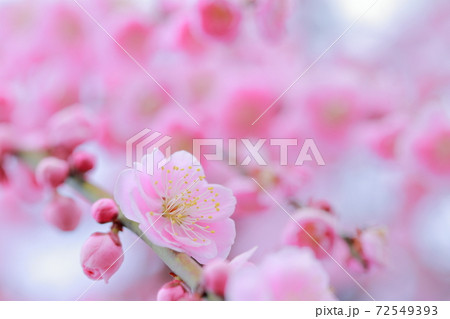 ピンク色の梅の花 しだれ梅 名古屋市農業センター 愛知県名古屋市 の写真素材