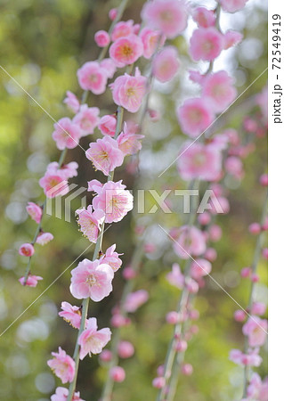 ピンク色の梅の花(しだれ梅 名古屋市農業センター 愛知県名古屋市) ピンク色の梅の花(しだれ梅 名古屋市農業センター 愛知県名古屋市) 72549419