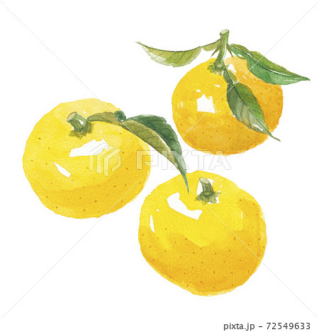 葉付き柚子 3個 葉付き柚子 3個 72549633