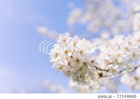 満開の桜と青空  72549680