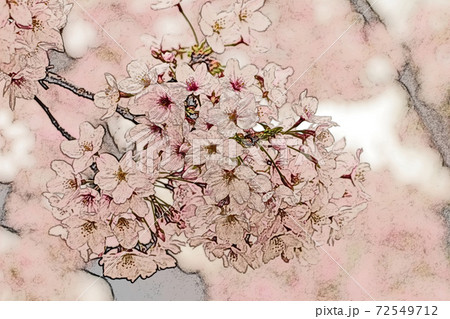 朝日を浴びて生き生きとして浮かび上がったピンク色の花「桜:ソメイヨシノ」色鉛筆画風 朝日を浴びて生き生きとして浮かび上がったピンク色の花「桜:ソメイヨシノ」色鉛筆画風 72549712