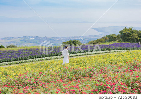 滋賀県 琵琶湖の見える丘　ラベンダー畑 72550083