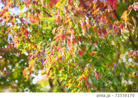 鮮やかトウカエデ紅葉 72550170