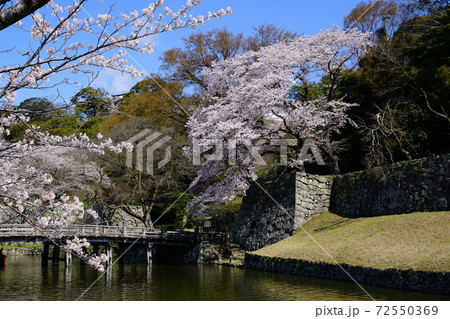 桜　彦根城 72550369