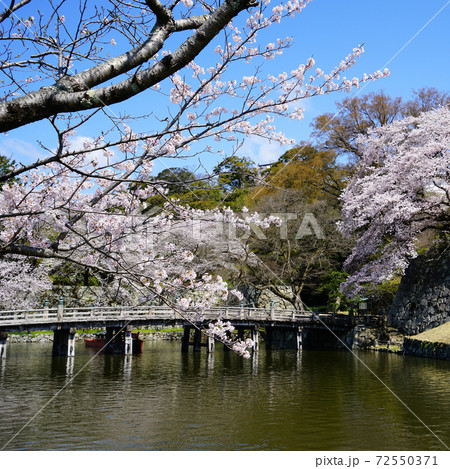 桜　彦根城 72550371