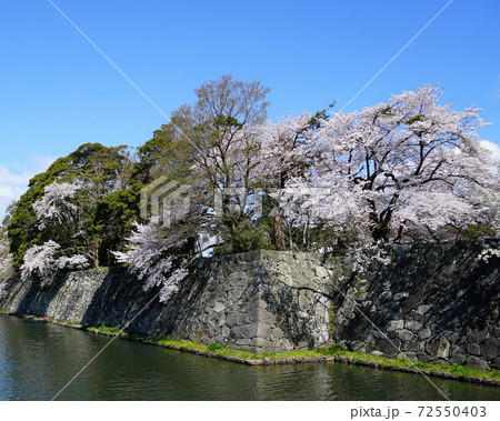 桜　彦根城 72550403