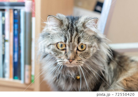 A Persian cat laying down on the floor. 72550420