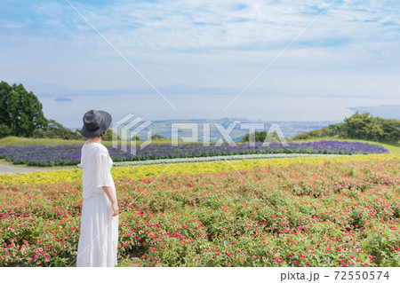 滋賀県 琵琶湖の見える丘 ラベンダー畑 滋賀県 琵琶湖の見える丘 ラベンダー畑 72550574