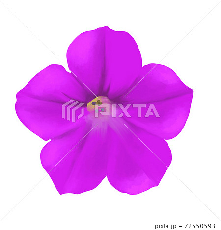 水彩風　鮮やかな紫色のペチュニア　線画なし 72550593