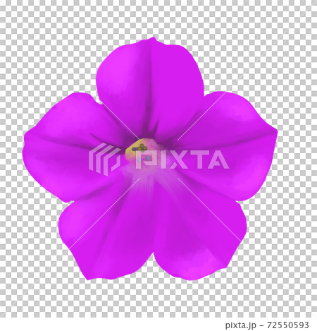 水彩風　鮮やかな紫色のペチュニア　線画なし 72550593