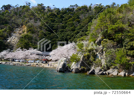 海津大崎　桜　滋賀県 72550664