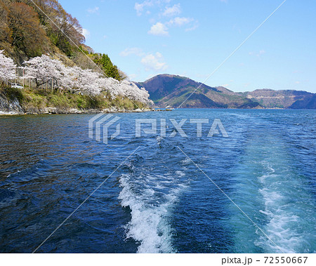 海津大崎　桜　滋賀県 72550667