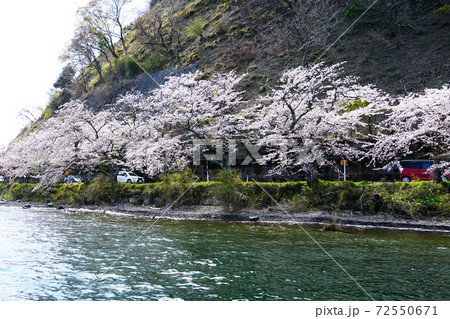 海津大崎　桜　滋賀県 72550671
