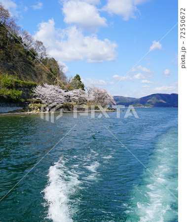 海津大崎　桜　滋賀県 72550672