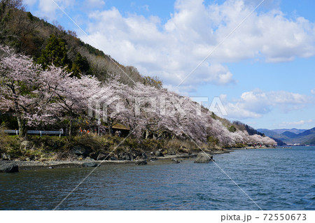 海津大崎　桜　滋賀県 72550673