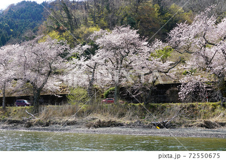 海津大崎　桜　滋賀県 72550675