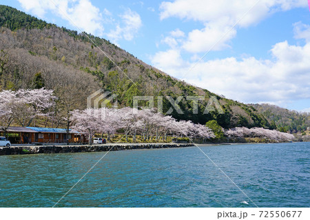 海津大崎　桜　滋賀県 72550677